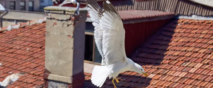 Residential Chimney Animal Removal Solution in Centerville, UT